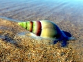Cone Snail