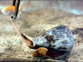 Cone Snail