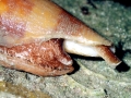 Cone Snail