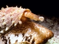 Cone Snail