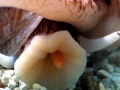 Cone Snail