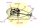 Cone Snail