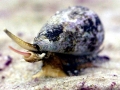 Cone Snail