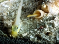 Cone Snail