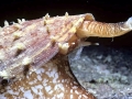 Cone Snail