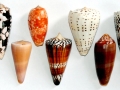 Cone Snail