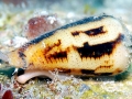 Cone Snail