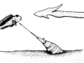 Cone Snail