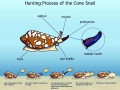 Cone Snail