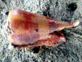 Cone Snail