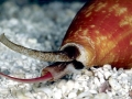 Cone Snail