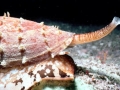 Cone Snail