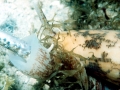 Cone Snail
