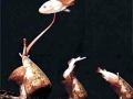 Cone Snail