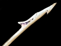 Cone Snail