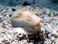 Cone Snail