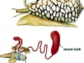 Cone Snail