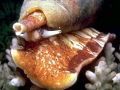Cone Snail