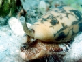 Cone Snail