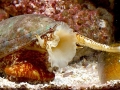 Cone Snail