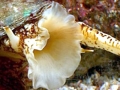 Cone Snail