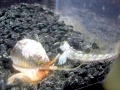 Cone Snail