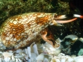 Cone Snail