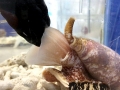 Cone Snail