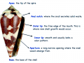 Cone Snail