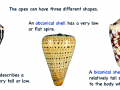 Cone Snail