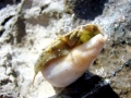 Cone Snail