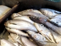 Conger Eel