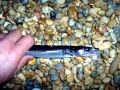Conger Eel