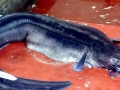 Conger Eel