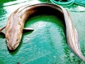 Conger Eel