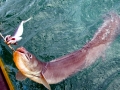 Conger Eel
