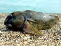 Conger Eel