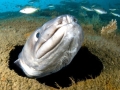 Conger Eel