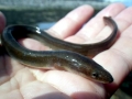 Conger Eel