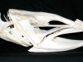 Conger Eel