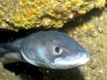 Conger Eel