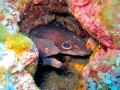Conger Eel