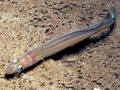Conger Eel