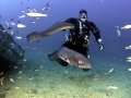 Conger Eel