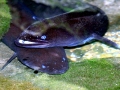 Conger Eel
