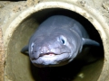 Conger Eel