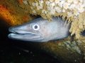 Conger Eel