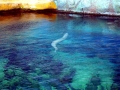 Conger Eel