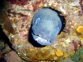 Conger Eel