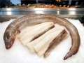 Conger Eel